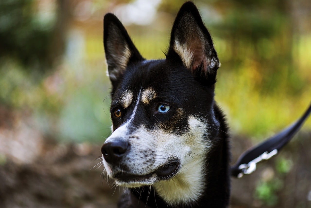 Pitsky Een Husky Pitbull Kruising Foto S HondjesGids