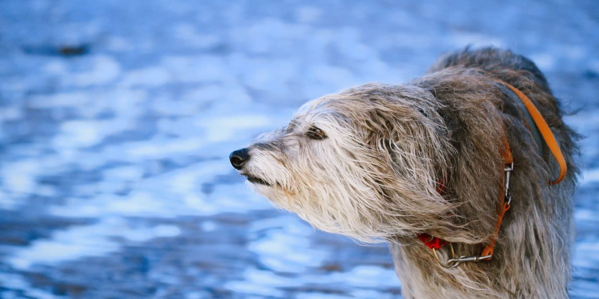 deerhound