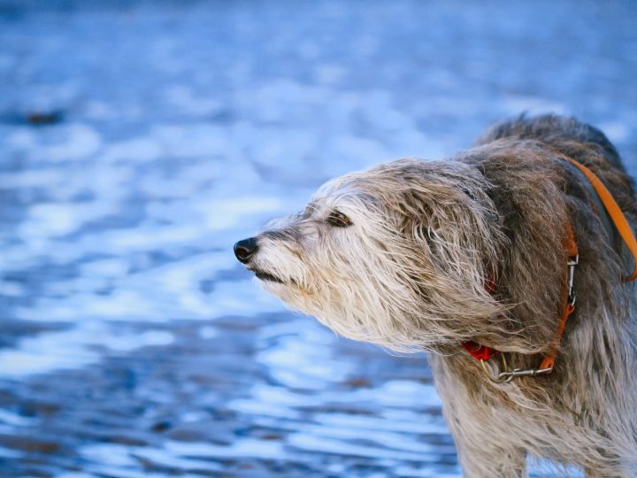 deerhound