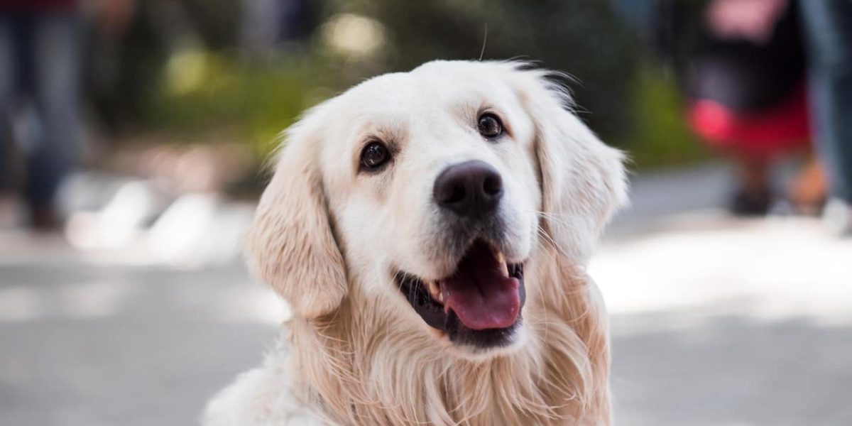 ontwormen hond