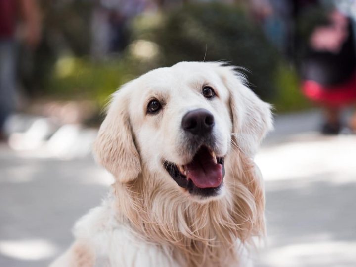 ontwormen hond