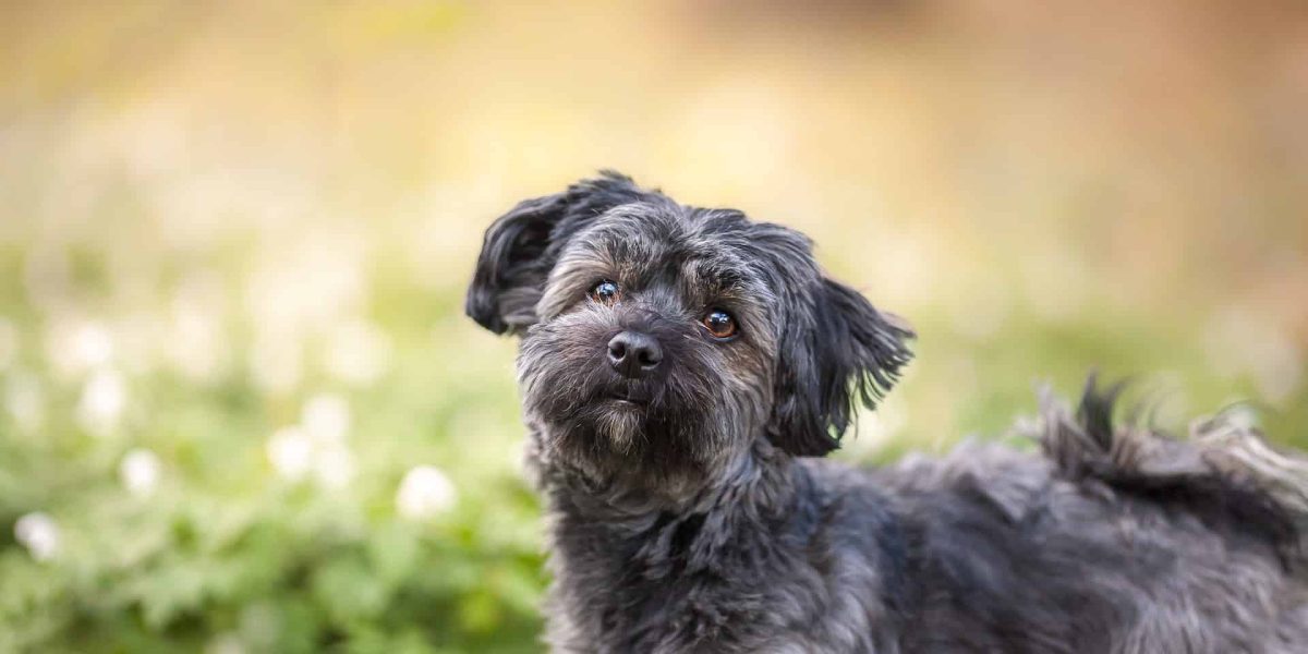 affenpinscher