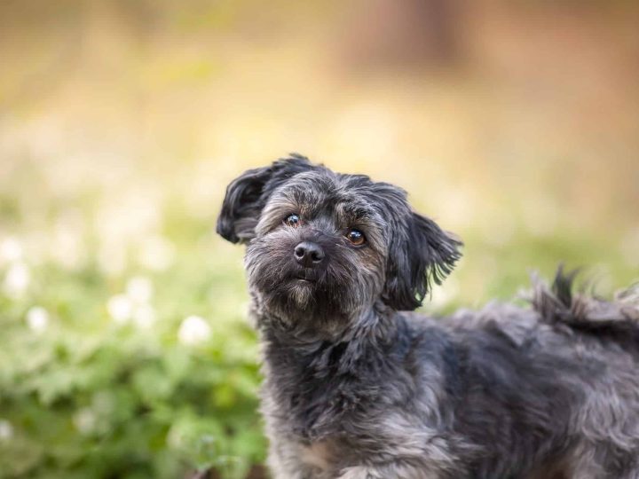 affenpinscher