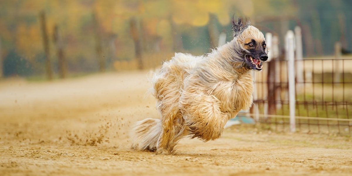 afghaanse windhond