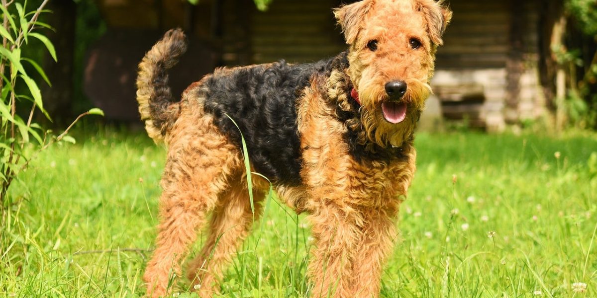airedoodle