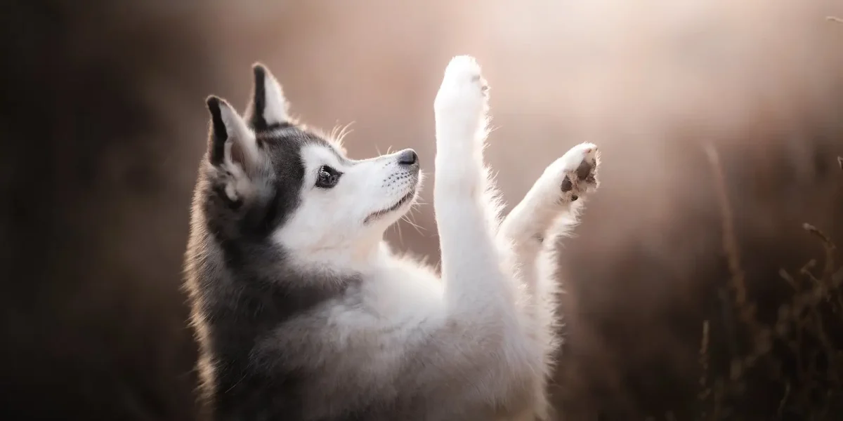 alaskan klee kai