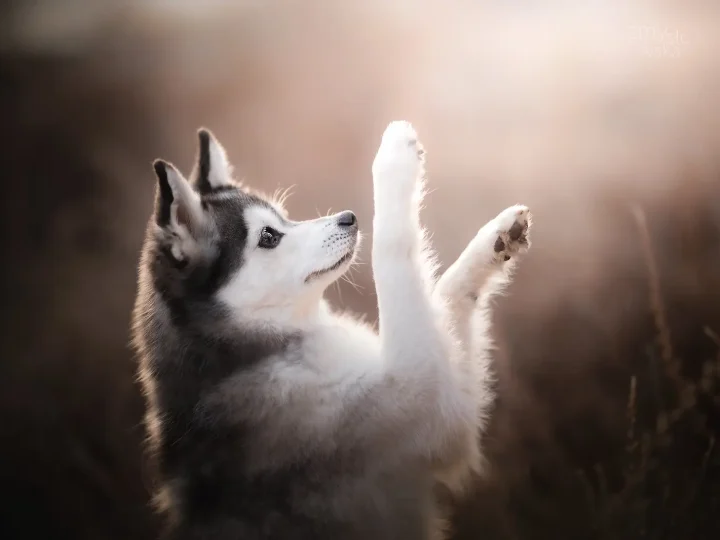 alaskan klee kai