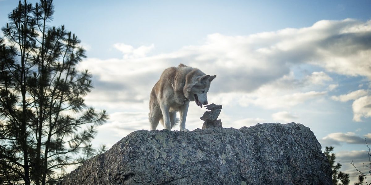 alusky