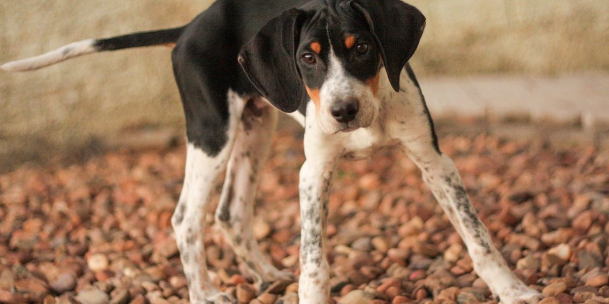 american foxhound