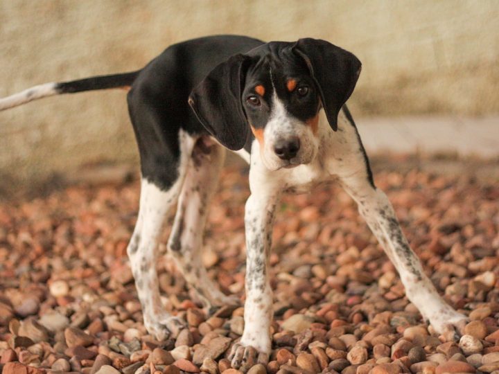 american foxhound