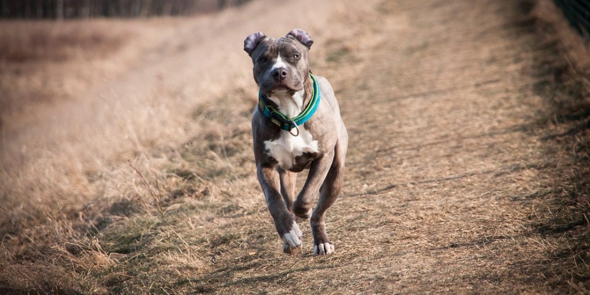 american staffordshire terrier