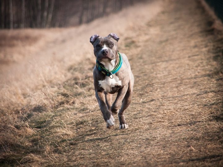 american staffordshire terrier