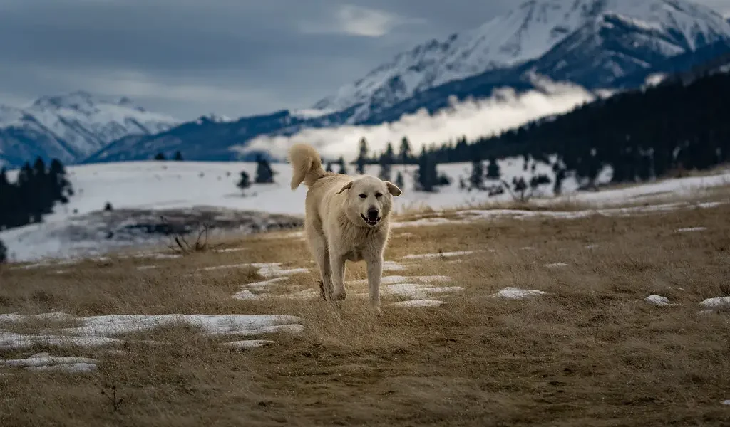 anatolische herder