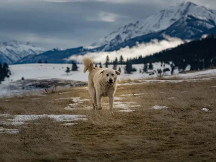 anatolische herder