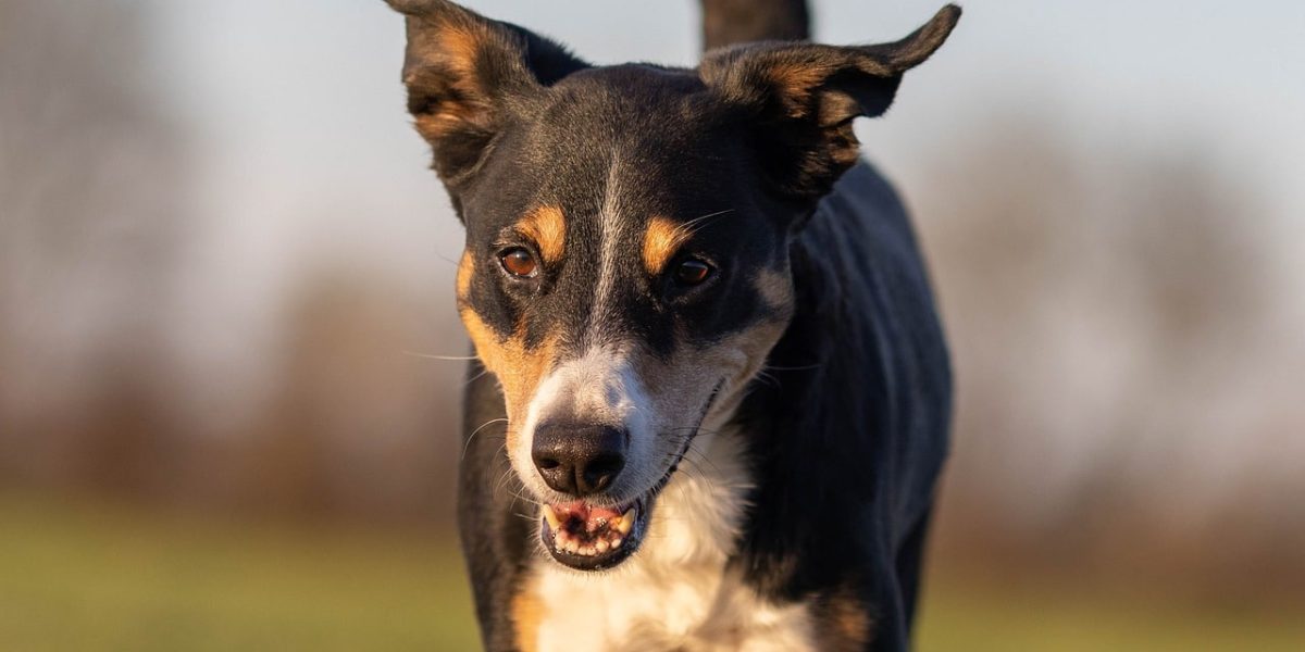 appenzeller sennenhond