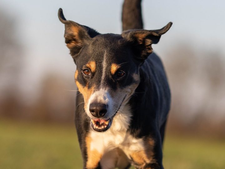 appenzeller sennenhond