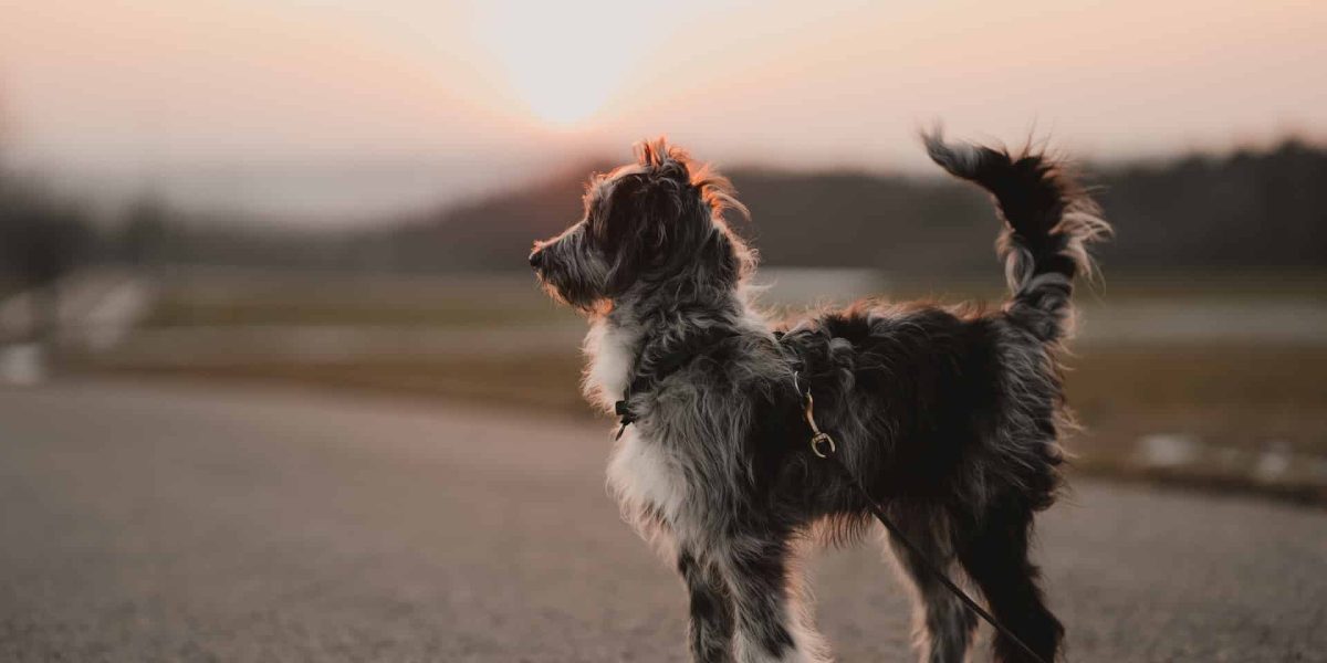 aussiedoodle