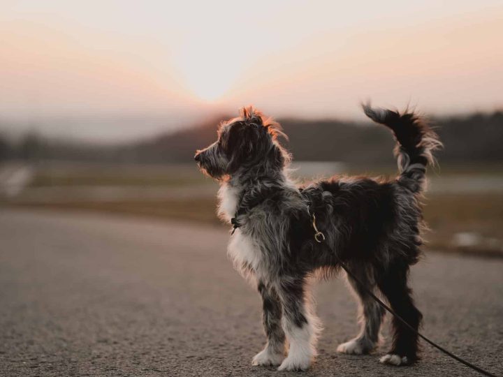 aussiedoodle