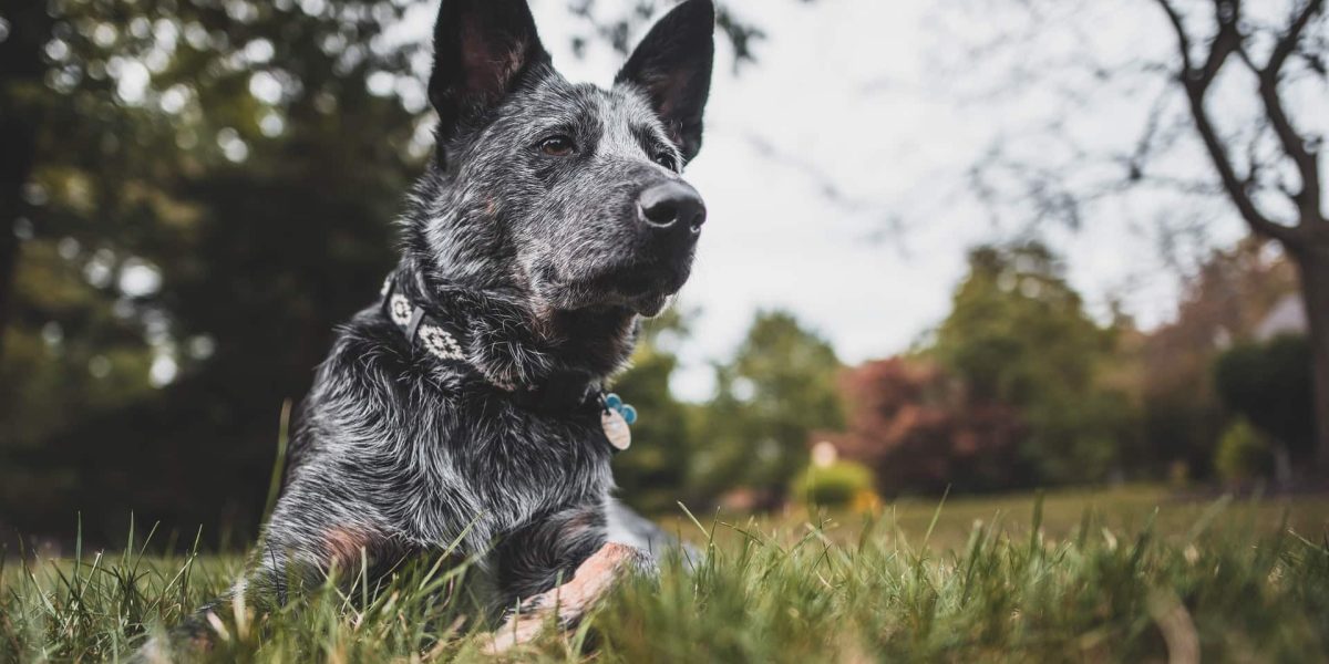 australian cattle dog