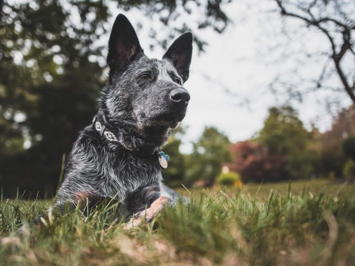 australian cattle dog