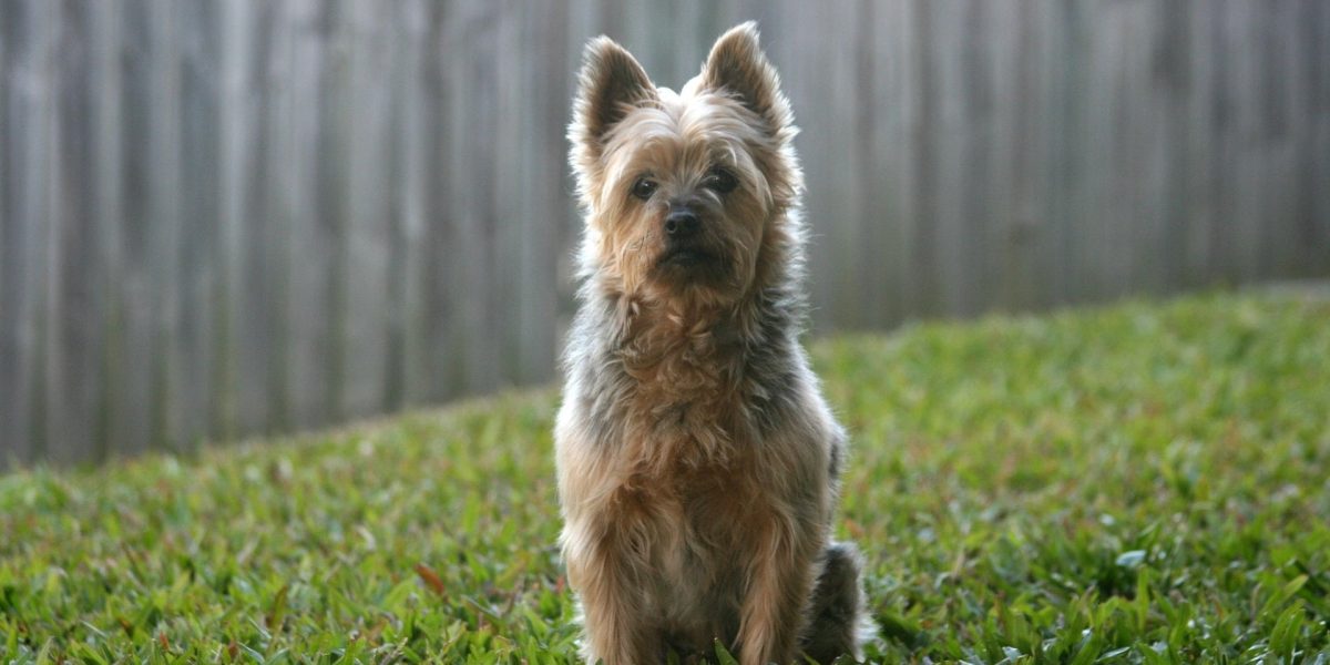 australian terrier