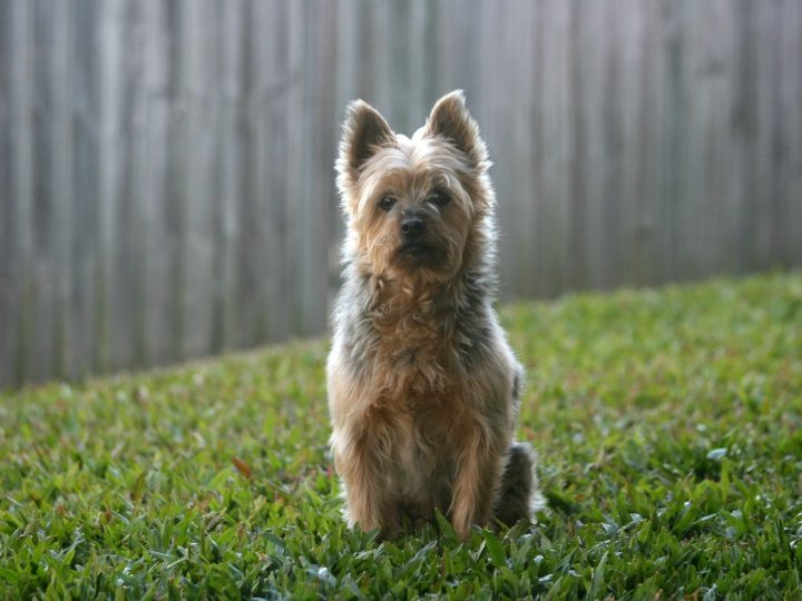 australian terrier