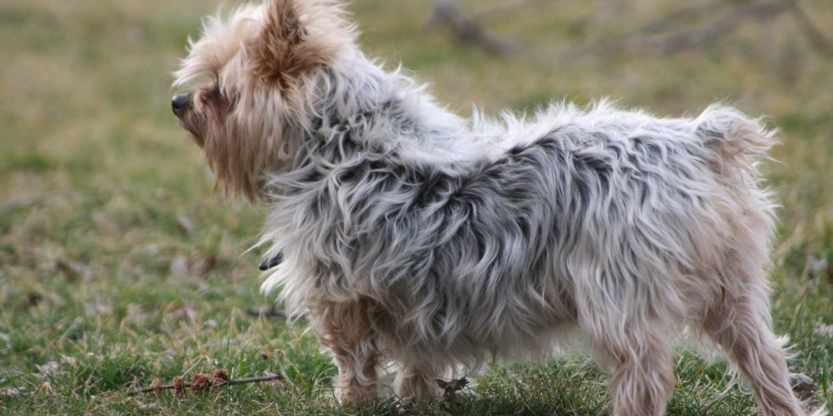 australische silky terrier