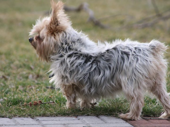 australische silky terrier