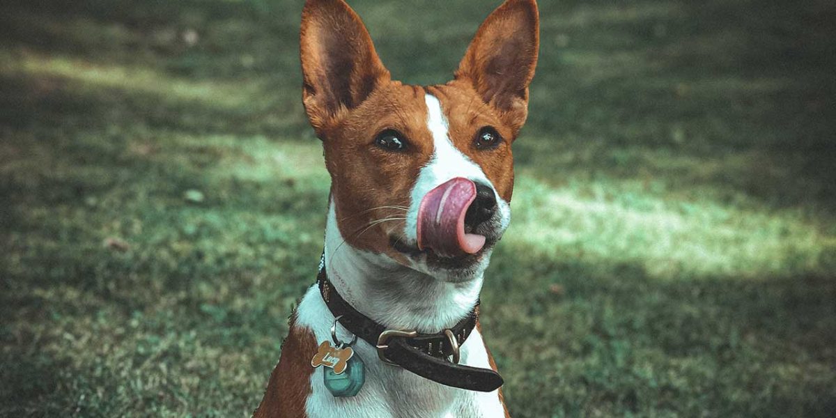 basenji