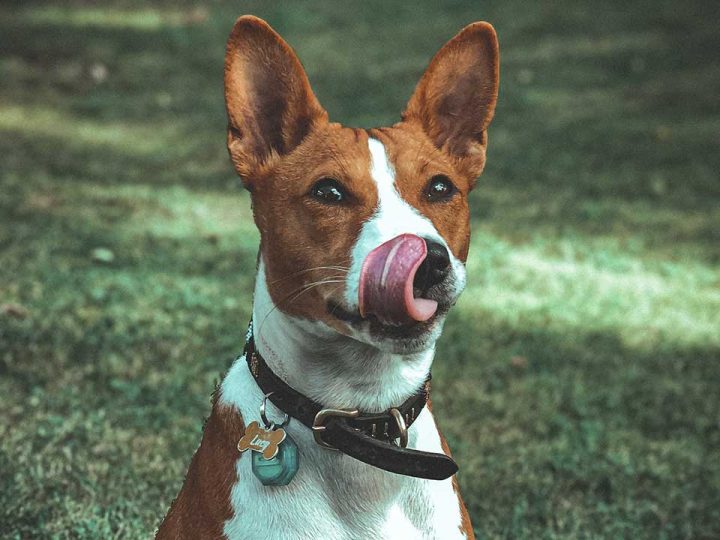 basenji