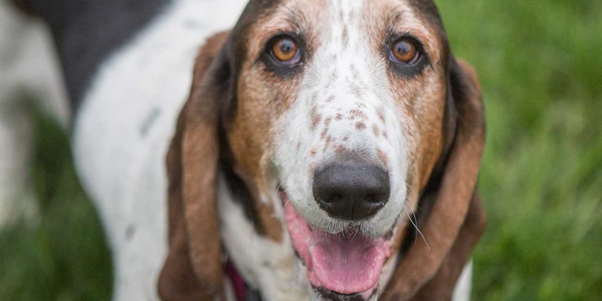 basset bleu de gascogne