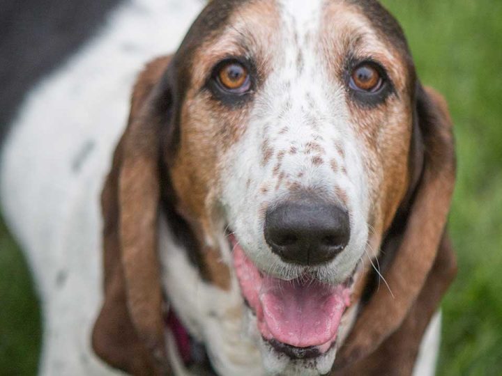 basset bleu de gascogne