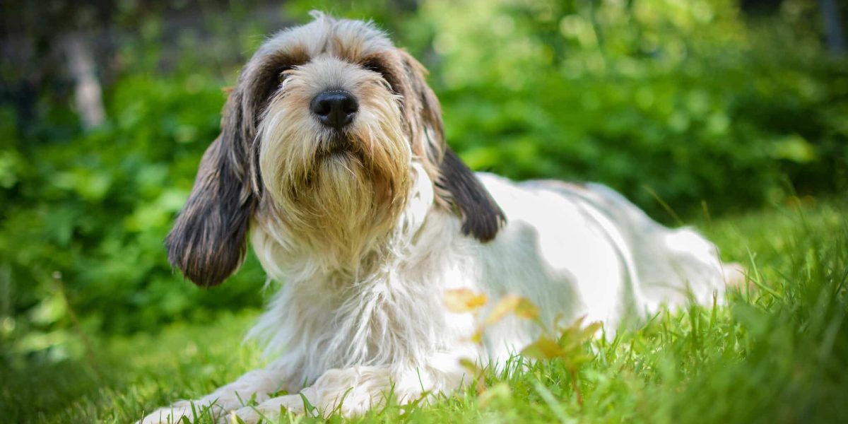basset griffon vendeen
