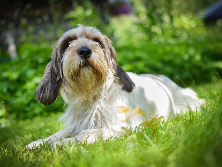 basset griffon vendeen