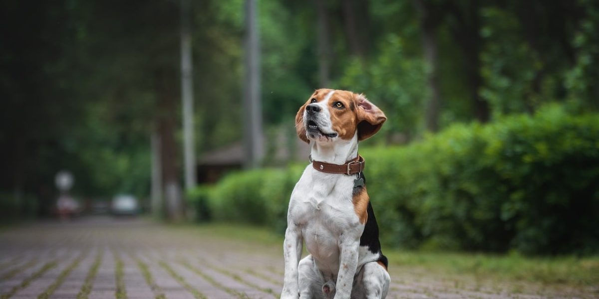beagle
