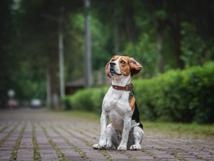 beagle
