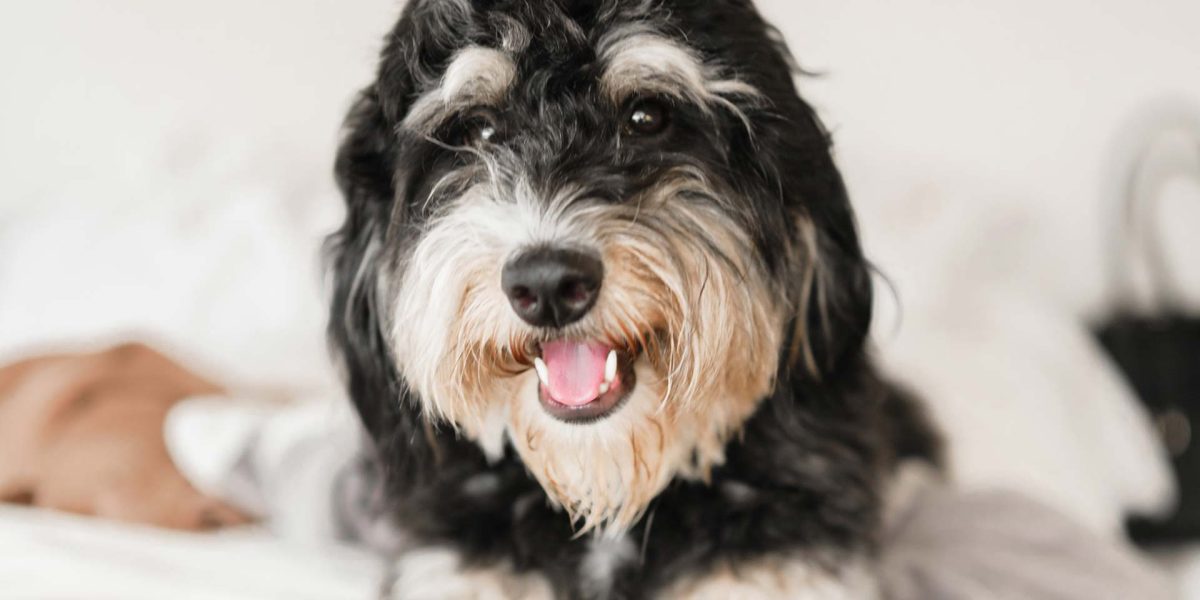 bernedoodle