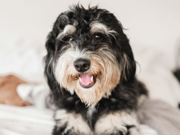 bernedoodle