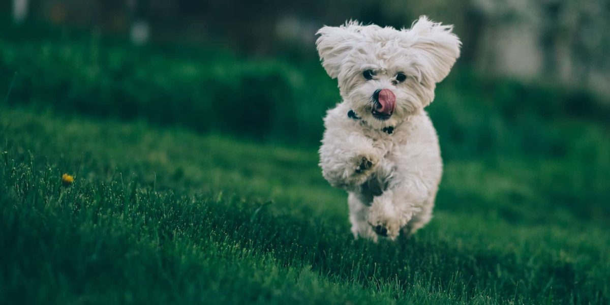 bichon frise