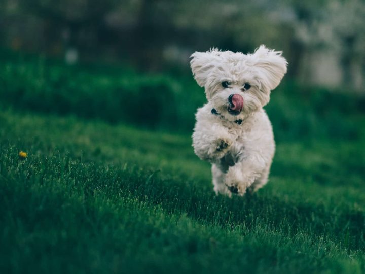 bichon frise
