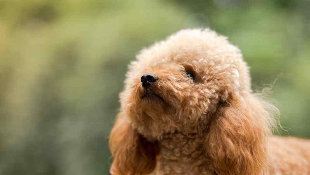 bichpoo