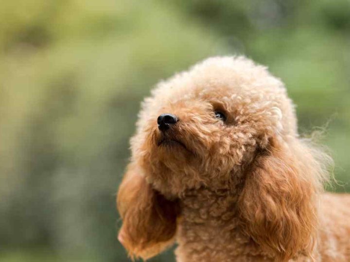 bichpoo