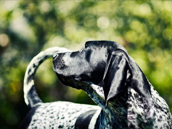 bluetick coonhound hond