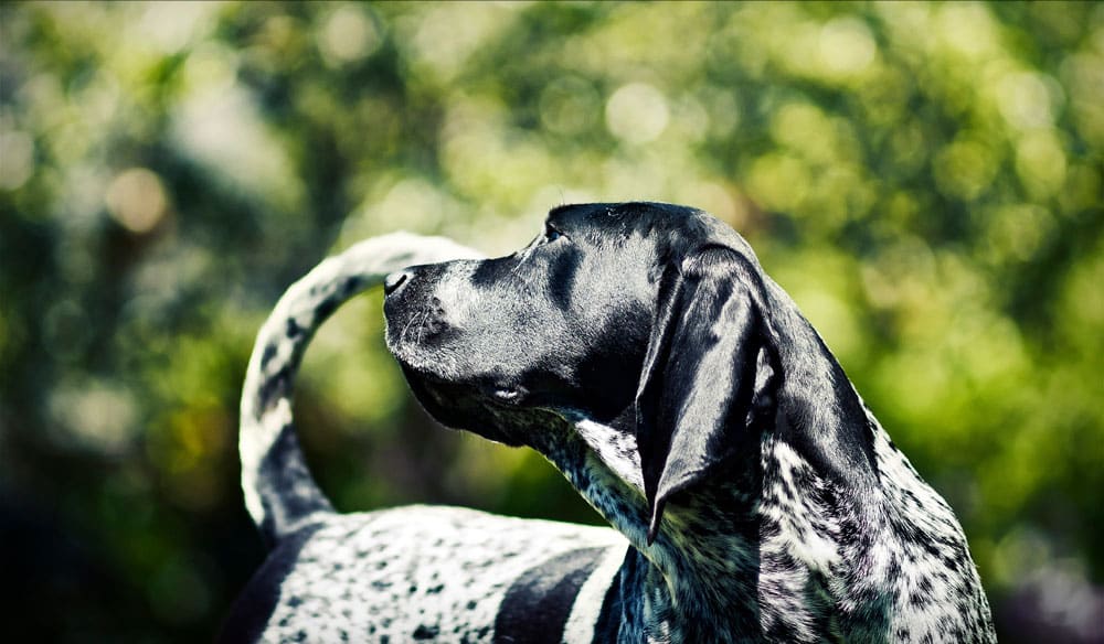 bluetick coonhound hond