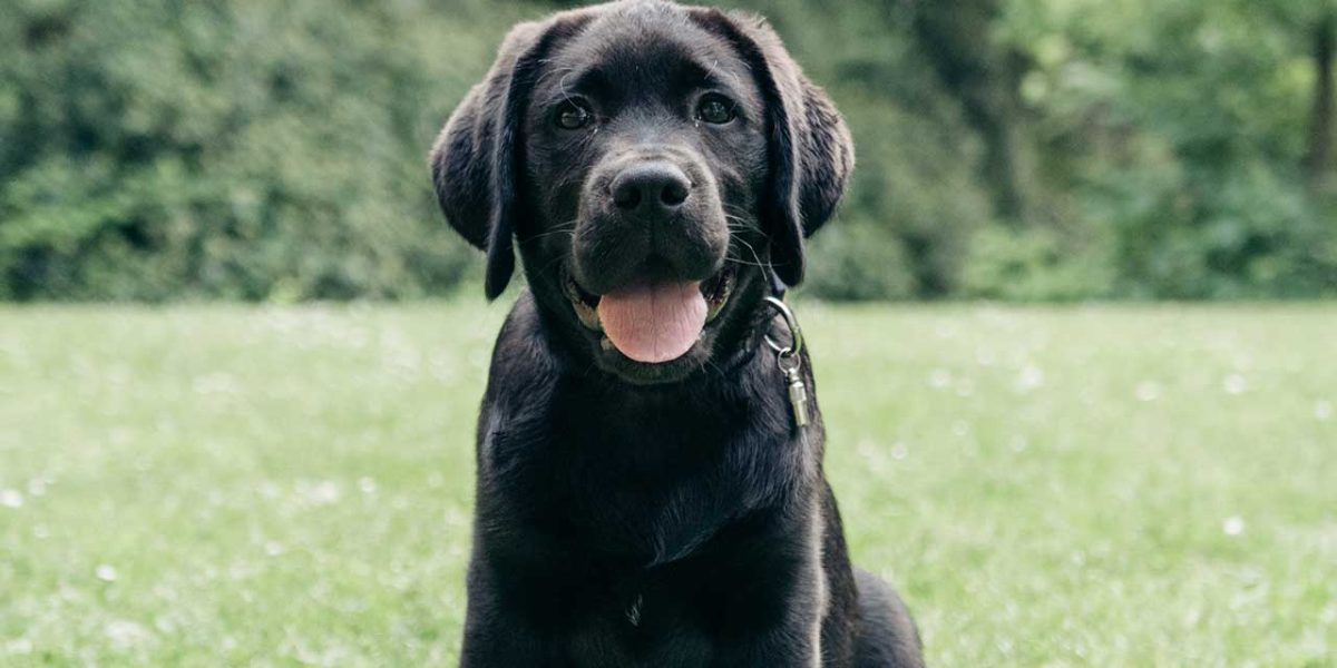 borador