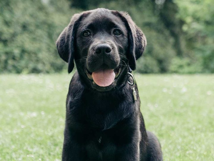 borador