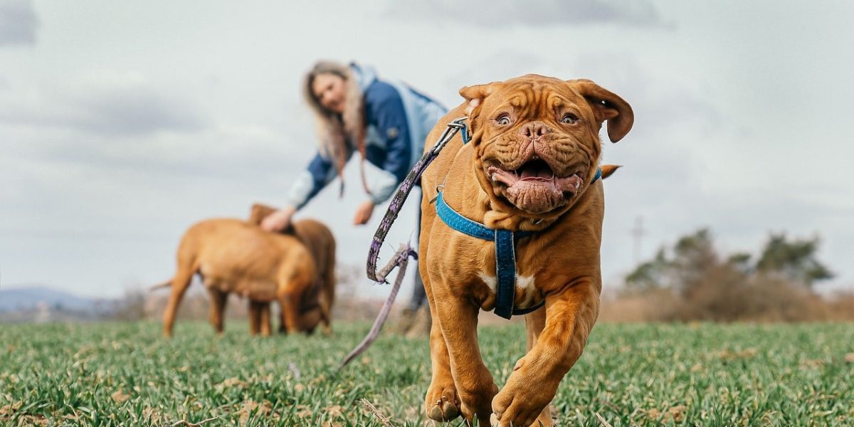 bordeauxdog
