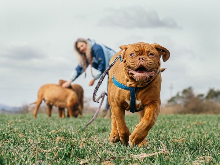 bordeauxdog