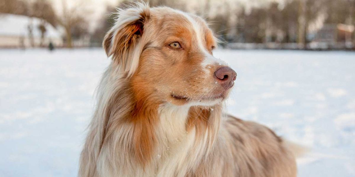 border aussie