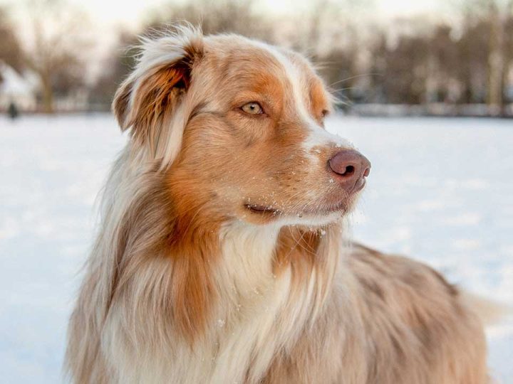 border aussie